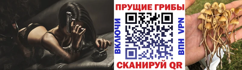 Купить закладки  Светлый  Псилоцибиновые грибы Psilocybe 